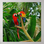 Love Birds Poster