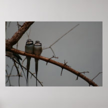 Love Birds Posters