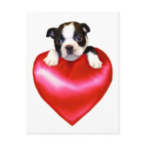 Love Boston Terrier postcard
