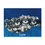 Love Cute Puppies 1 postcards