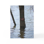Love Flooded Greeting Cards