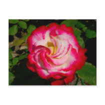 LOVE FLOWER POSTCARDS