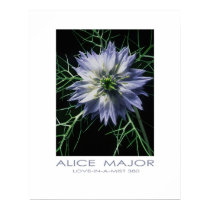 Love-in-a-Mist  380 posters