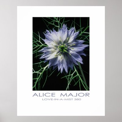 Love-in-a-Mist  380 Poster by Alice_Major