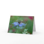 Love in a Mist cards