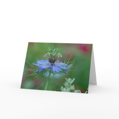 Love in a Mist Greeting Cards by littlewingdesign
