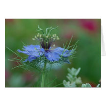 Love in a Mist Greeting Cards