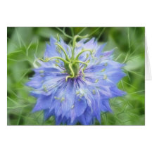 Love In A Mist - Nigella Damascena Greeting Cards