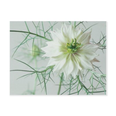 Love in a mist postcard by efikim
