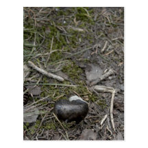 love in nature post cards