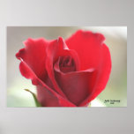 Love Is Red Poster