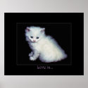LOVE IS... White Kitten Art Poster posters