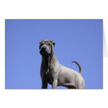 Love Me, Love My Dog... Cards