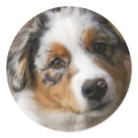Love my Aussie Sticker