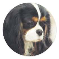 Love My Cavalier Stickers