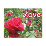 Love Note Roses Postcard