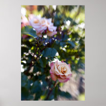 Love of Roses Posters