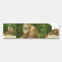 LOVE ORANGUTANS BUMPER STICKER