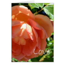Love-Peach Rose Greeting Card