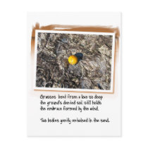 Love Poem and Beached Orange Postcards