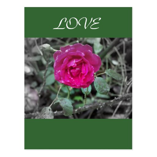 Love Post Cards