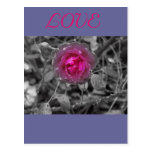 Love Post Cards