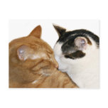 Love Post Cards