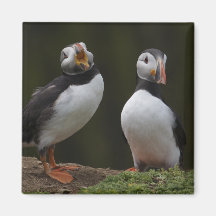 Love Song Puffins Fridge Magnets