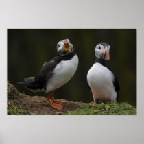 Love Song Puffins Posters