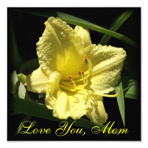 Love You Mum: Yellow Daylily, Mother's Day Photo Print