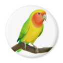 Lovebird Magnet