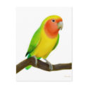 Lovebird Postcard
