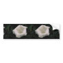 Lovely Angel's trumpet Bumper Stickers