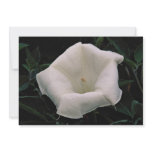 Lovely Angel's trumpet Personalized Announcement