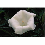 Lovely Angel's trumpet photo sculptures