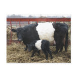 Lovely Beltie Cow and Calf Postcards