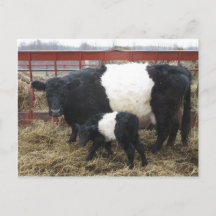 Beltie Cow