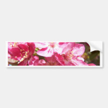 Lovely Blossoming Tree Bumper Stickers