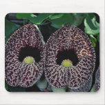 Lovely Calico flower, Brazil mousepads