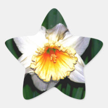 Lovely Daffodil Star Sticker