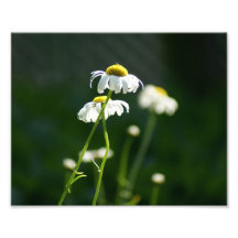 Lovely Daisy 10 x 8 Photographic Print