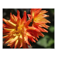 Lovely Dalias 11 x 8.5 Photographic Print