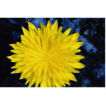 Lovely Dandelion yellow flower, close-up photo sculptures