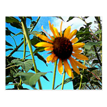 Lovely flower postcard