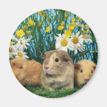 Lovely Hamsters 35 Fridge Magnets