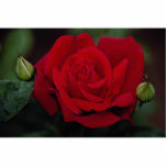 Lovely Hybrid Tea Rose 'Chrysler Imperial' photo sculptures