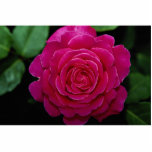 Lovely Hybrid Tea Rose 'Tiffany'leaves photo sculptures