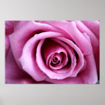 Lovely in lilac posters