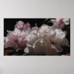 Lovely In Pink Poster