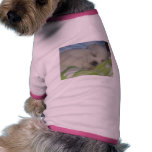 lovely jema's pet pet clothing